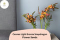 Cannes Light Bronze Snapdragon Seeds | 1000+ Warm Bronze Blooms
