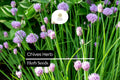 150 Heirloom Chive Seeds â€“ Perennial Herb, Mild Onion Flavor