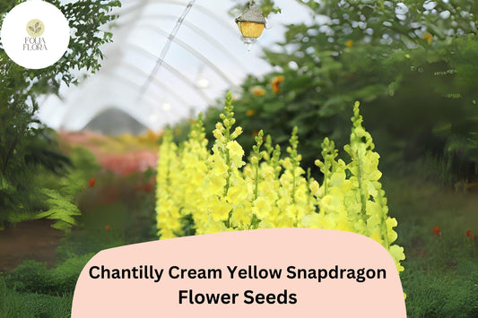 Chantilly Cream Yellow Snapdragon Seeds | Tall, Fragrant Blooms