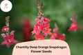 Chantilly Deep Orange Snapdragon Seeds | Tall Cut Flowers