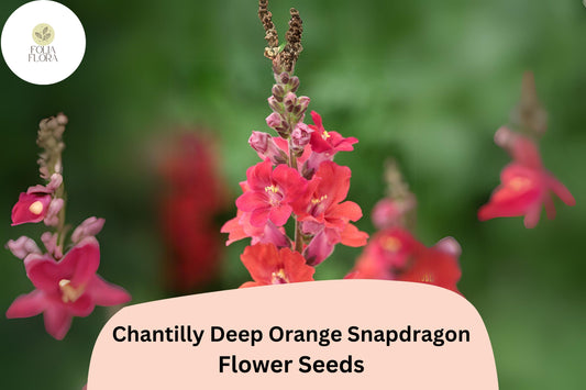Chantilly Deep Orange Snapdragon Seeds | Tall Cut Flowers