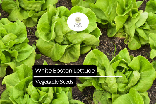 White Boston Buttercrunch Lettuce Seeds – Heirloom, Heat-Tolerant, Crisp, Tender, Lactuca sativa