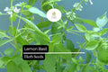 Lemon Basil Seeds – Heirloom Herb for Culinary & Tea, Ocimum basilicum var. citriodorum, Fragrant, Fast-Growing, Pollinator-Friendly