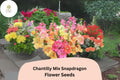 Chantilly Snapdragon Seeds | Fragrant Tall Mix, 1000+ Seeds