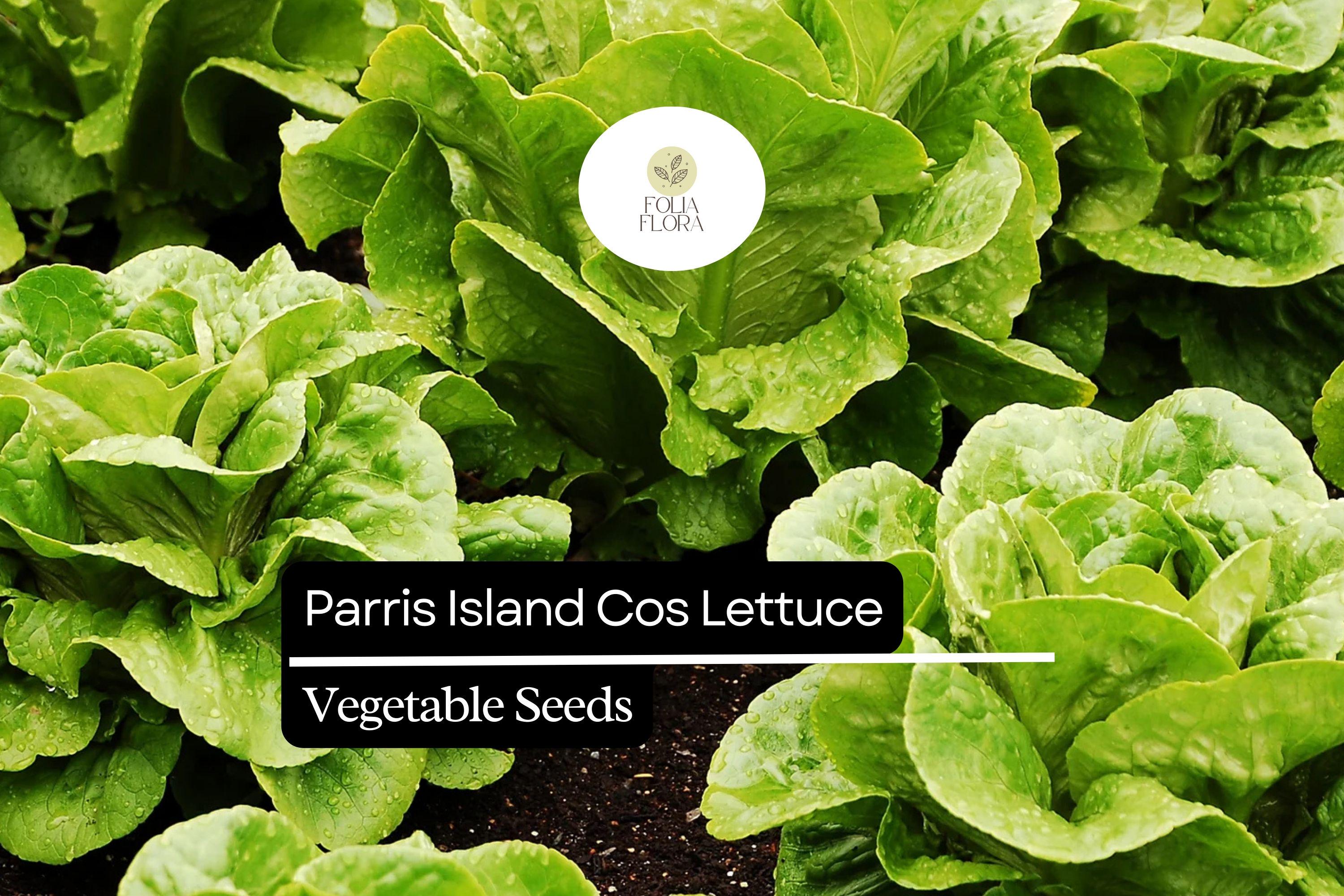 Parris Island Cos Lettuce Seeds – Heirloom Romaine, Heat Tolerant, Slow-Bolting, Crisp Green Heads, Lactuca sativa