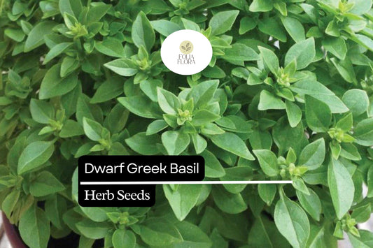 Dwarf Greek Basil Seeds - Fragrant Heirloom Ocimum Basilicum
