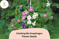 Climbing Snapdragon Seeds | Vining Antirrhinum majus, 1000+ Seeds