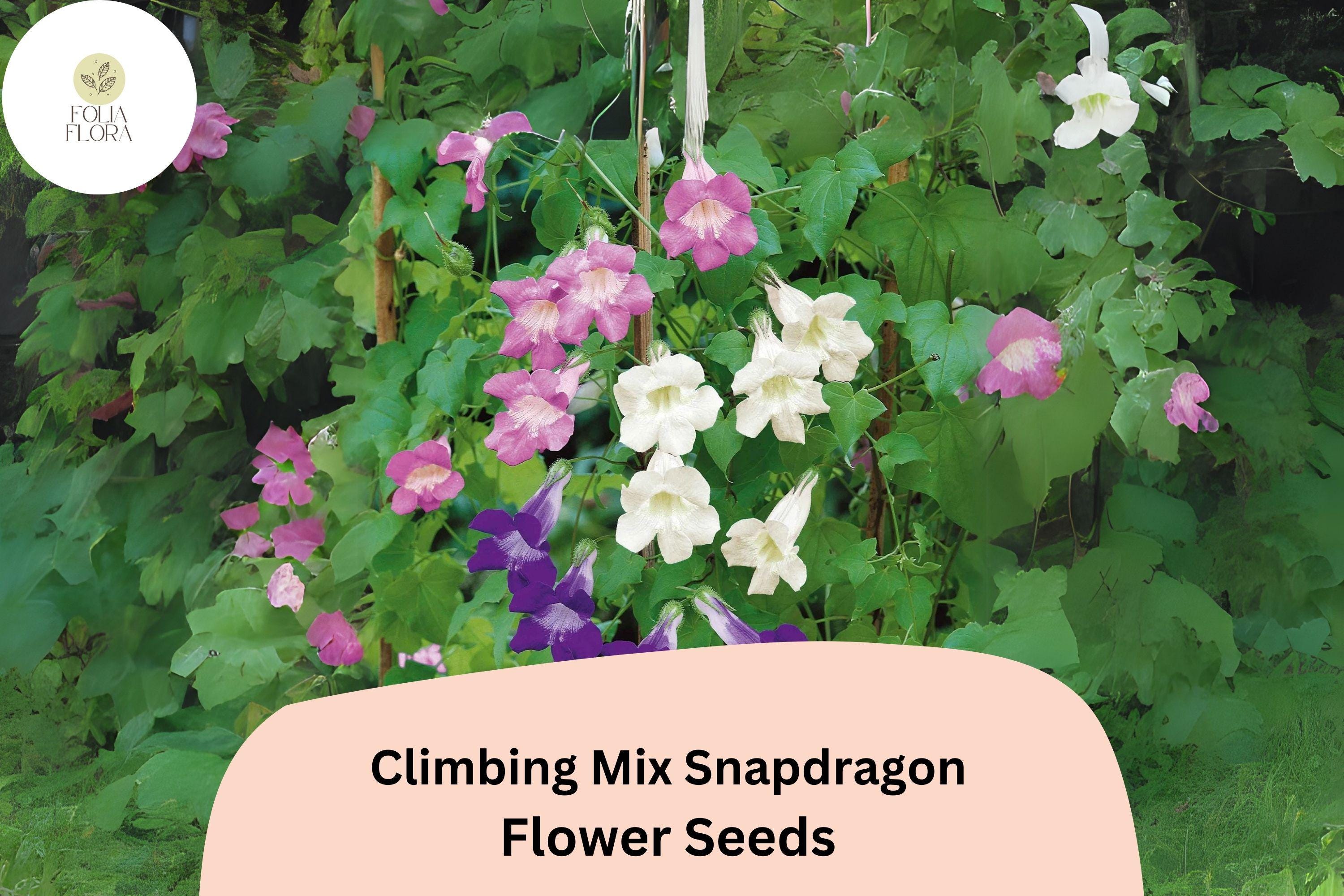 Climbing Snapdragon Seeds | Vining Antirrhinum majus, 1000+ Seeds