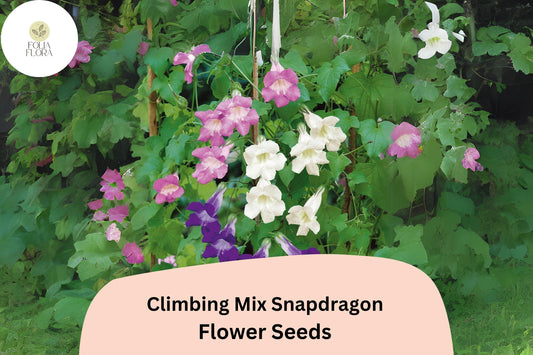 Climbing Snapdragon Seeds | Vining Antirrhinum majus, 1000+ Seeds