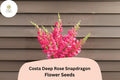 Costa Deep Rose Snapdragon Seeds | 1000+ Rich Pink Blooms