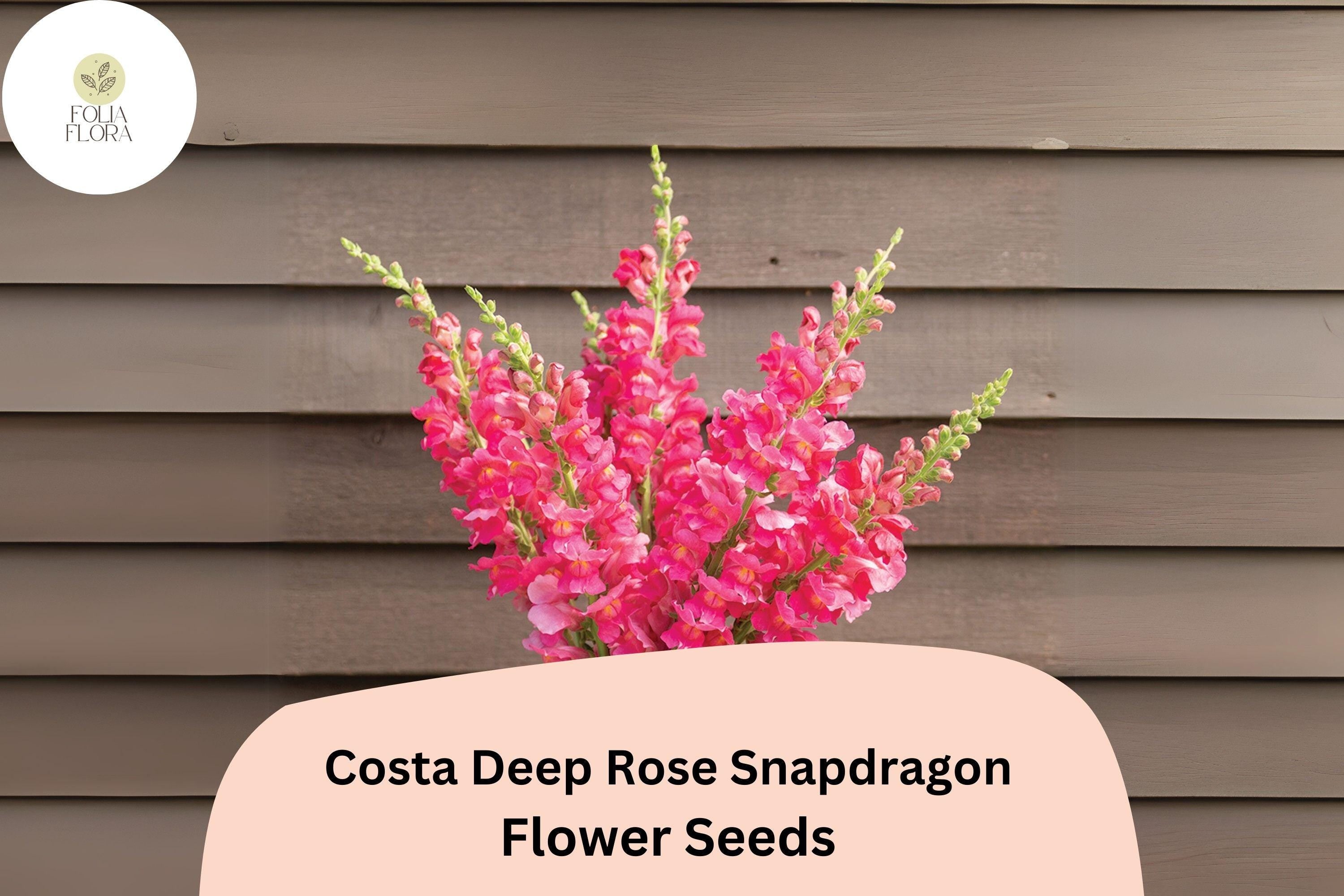 Costa Deep Rose Snapdragon Seeds | 1000+ Rich Pink Blooms