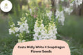 White Snapdragon Seeds | Costa Midly White II Antirrhinum Majus
