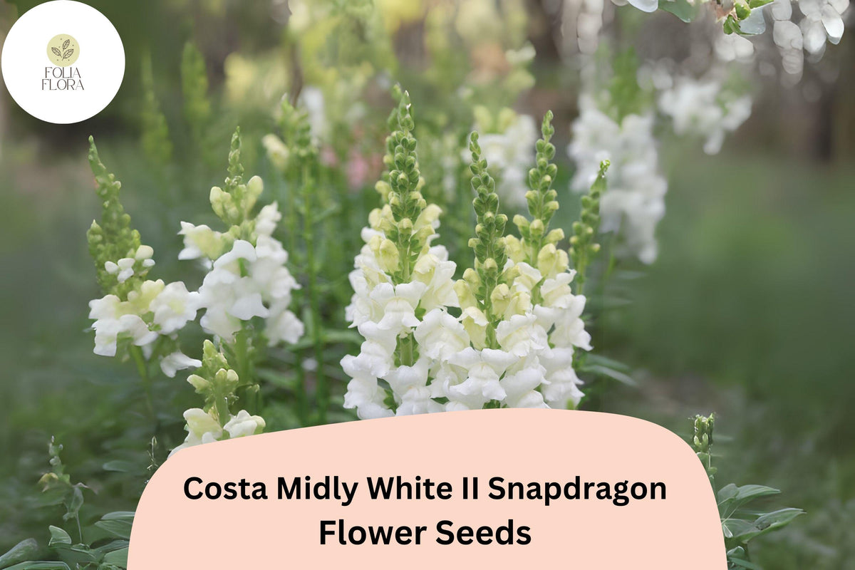 White Snapdragon Seeds | Costa Midly White II Antirrhinum Majus