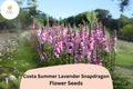 Lavender Snapdragon Seeds | Costa Summer III, 1000+ Seeds
