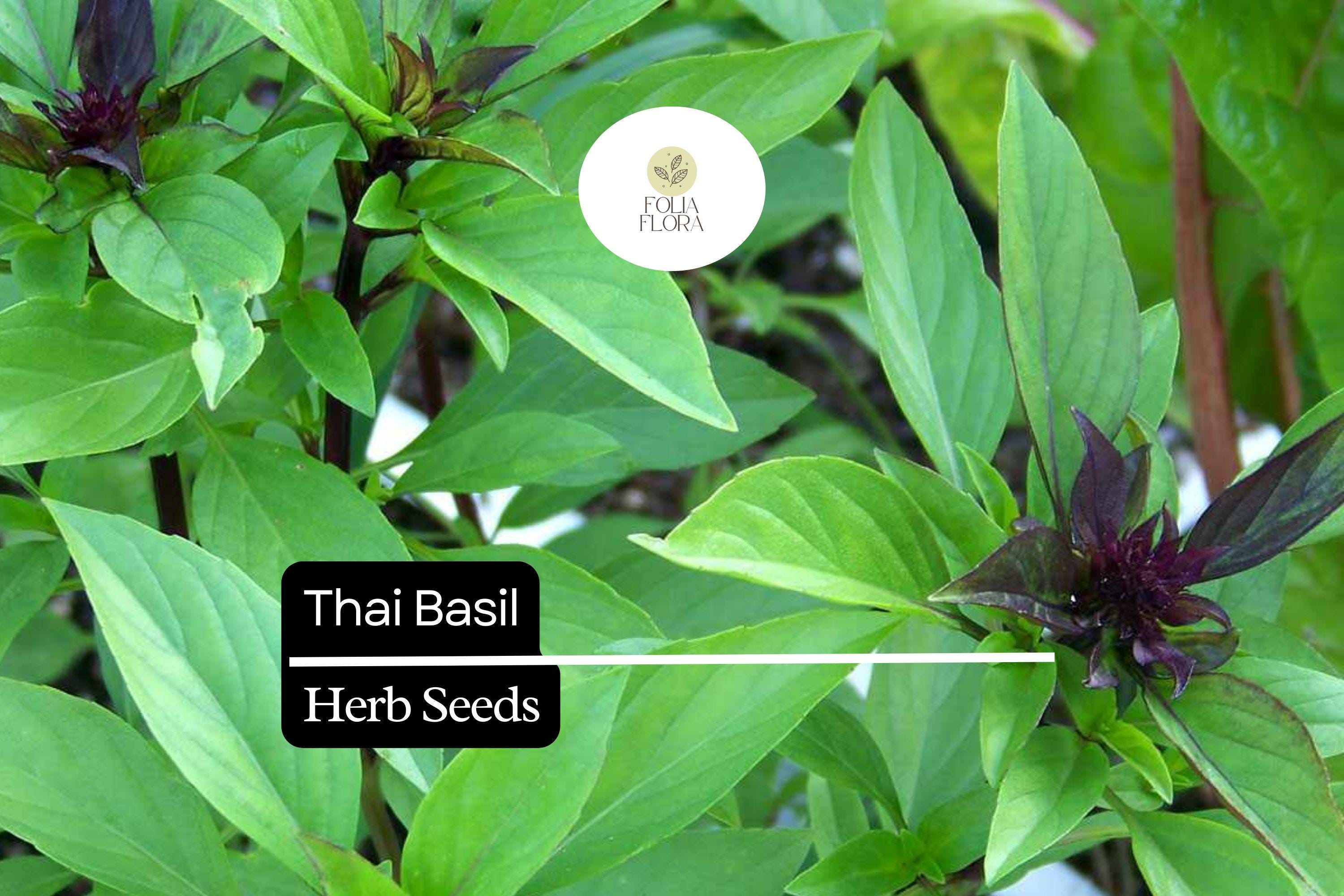 200 Thai Basil Seeds â€“ Ocimum basilicum var. thyrsiflora â€“ Heirloom, Sweet & Spicy, Aromatic, Non-GMO