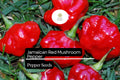 Jamaican Red Mushroom Pepper Seeds – Heirloom, Spicy, Smoky, High-Yield Capsicum chinense, Unique Mushroom-Shaped, Non-GMO