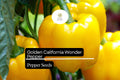 Golden California Wonder Pepper Seeds – Heirloom, Sweet, High-Yielding, Thick-Walled Bell Pepper (Capsicum annuum)