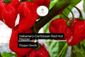 25 Caribbean Red Habanero Pepper Seeds – Capsicum chinense – Super Hot, Fruity Flavor, High-Yielding, Drought-Resistant