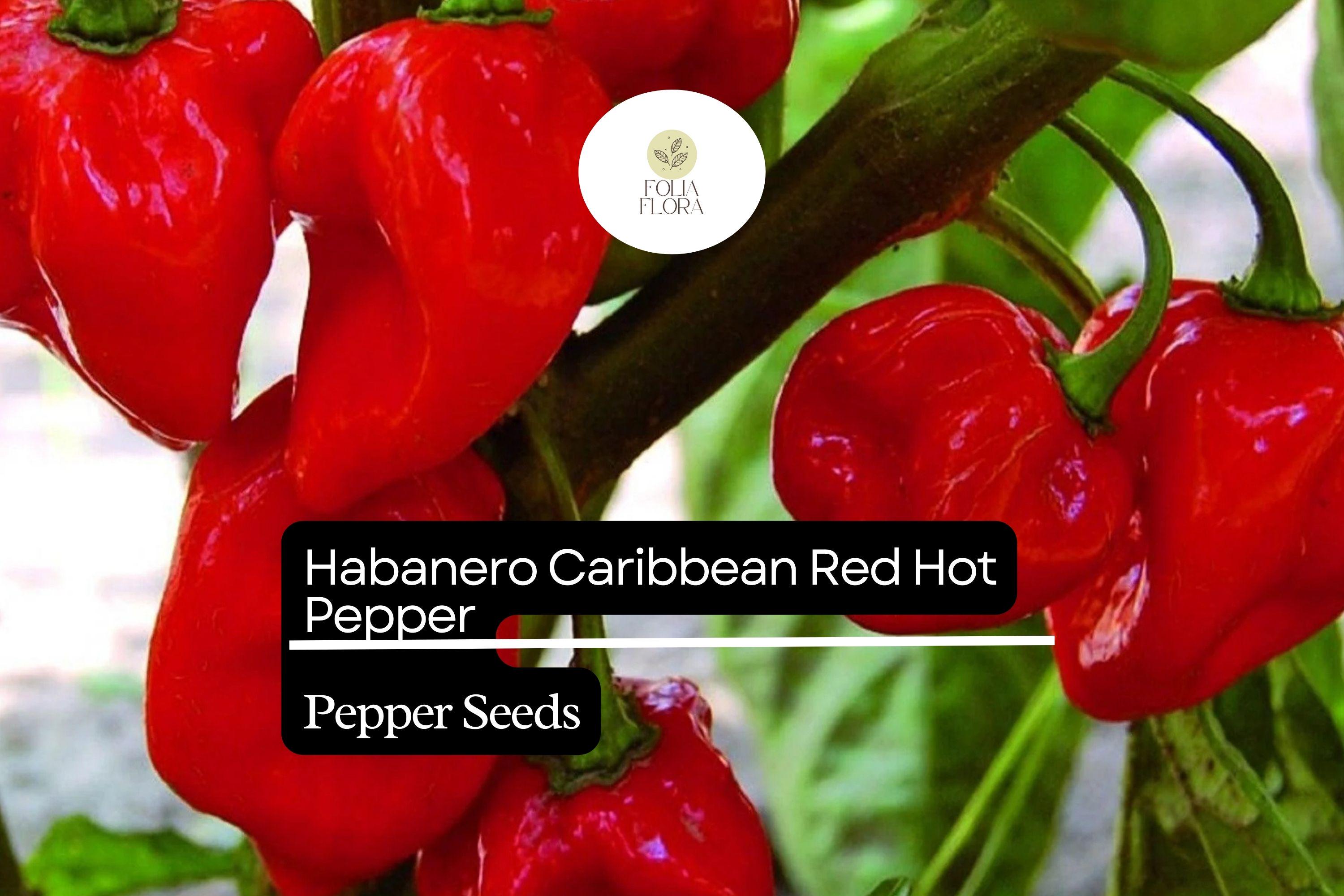 25 Caribbean Red Habanero Pepper Seeds – Capsicum chinense – Super Hot, Fruity Flavor, High-Yielding, Drought-Resistant