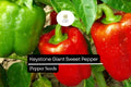 Keystone Giant Sweet Pepper Seeds – Large 4-6 Inch Thick-Walled Bell Peppers, Non-GMO, Heirloom, High-Yield, for Cooking & Salads