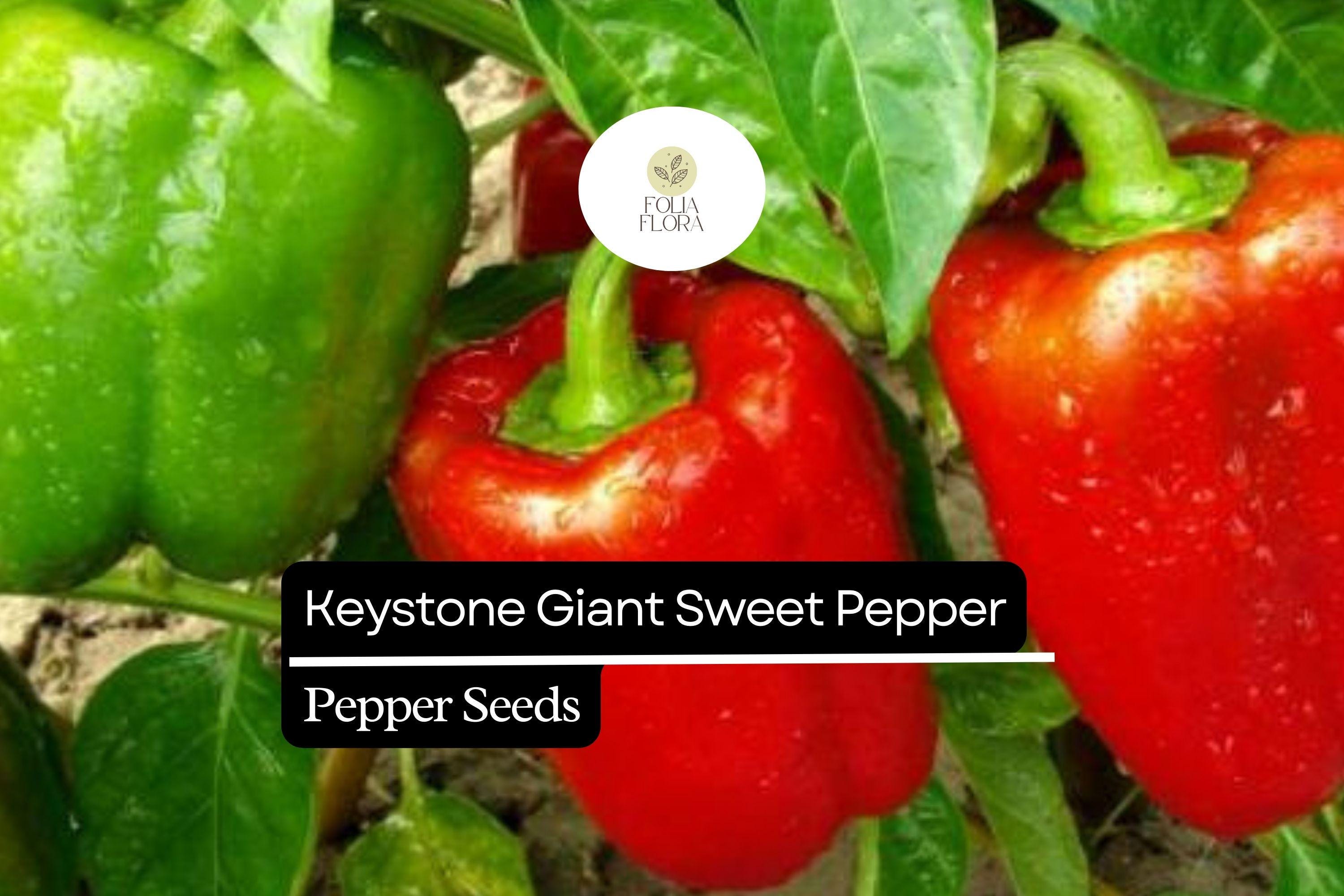 Keystone Giant Sweet Pepper Seeds – Large 4-6 Inch Thick-Walled Bell Peppers, Non-GMO, Heirloom, High-Yield, for Cooking & Salads