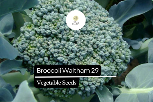 Waltham 29 Broccoli Seeds – Heirloom, Cold-Hardy, High-Yield, Green Florets – Brassica oleracea