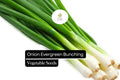 Evergreen Bunching Onion Seeds, Allium fistulosum, Non-GMO, Heirloom, Green Stalks, Fast-Growing, Cold-Hardy, Culinary Green Onion Seeds