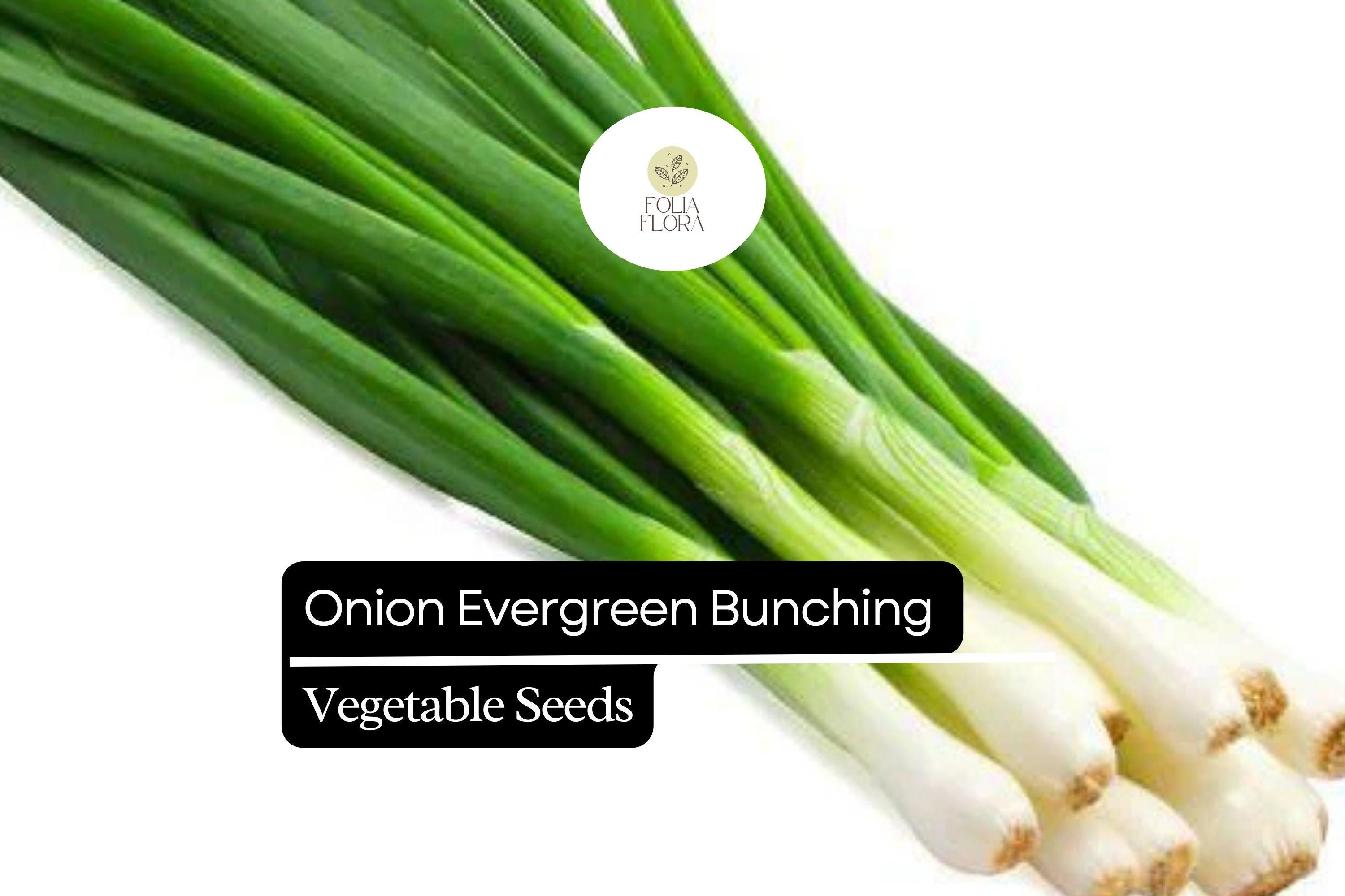 Evergreen Bunching Onion Seeds, Allium fistulosum, Non-GMO, Heirloom, Green Stalks, Fast-Growing, Cold-Hardy, Culinary Green Onion Seeds