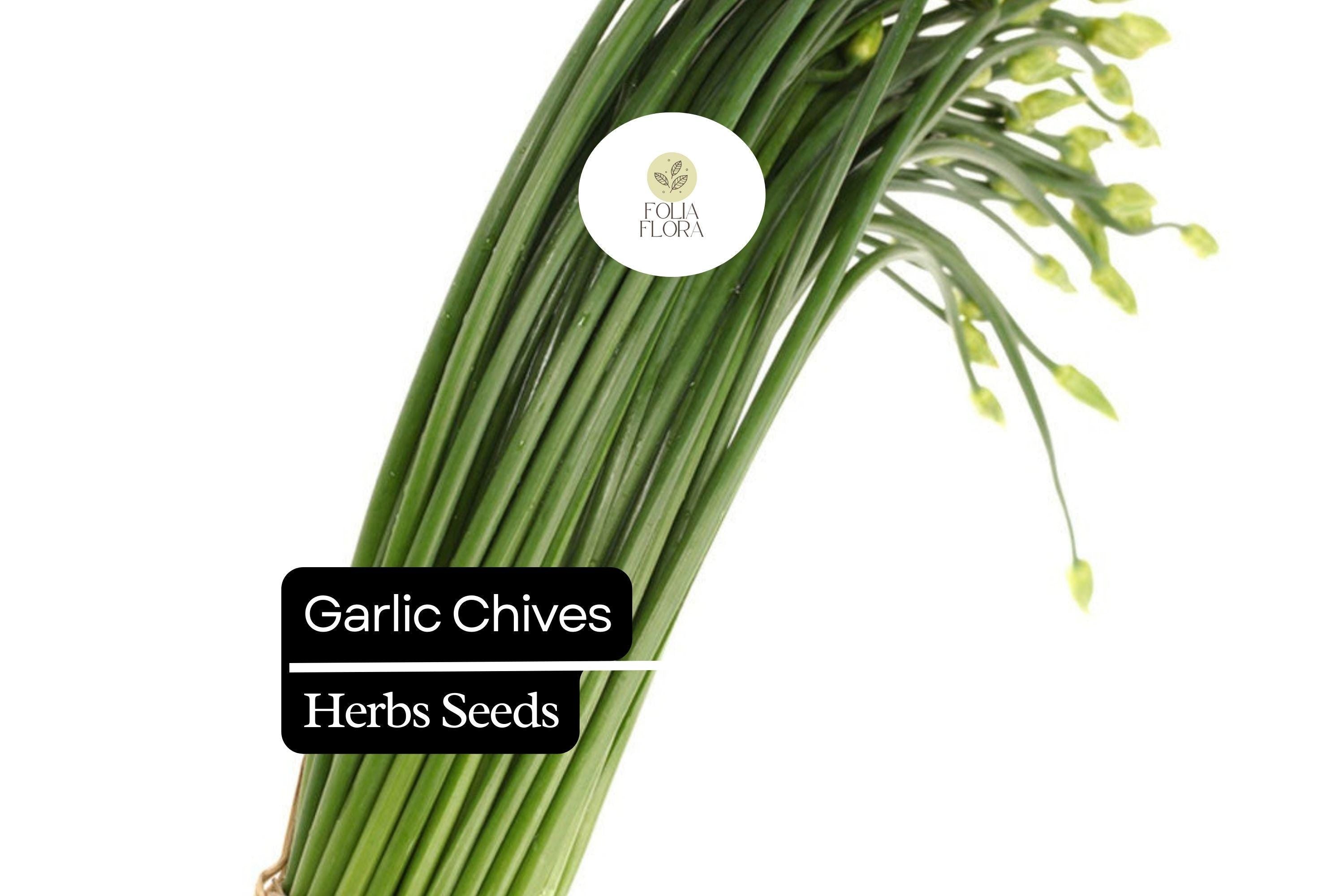 Garlic Chive Herb Seeds – Allium tuberosum, Non-GMO, Easy to Grow, Mild Garlic Flavor, Culinary Herb Seeds