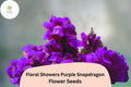 Purple Snapdragon Seeds | Dwarf Floral Showers Variety, 1000+ Seeds