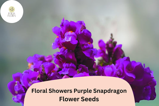 Purple Snapdragon Seeds | Dwarf Floral Showers Variety, 1000+ Seeds