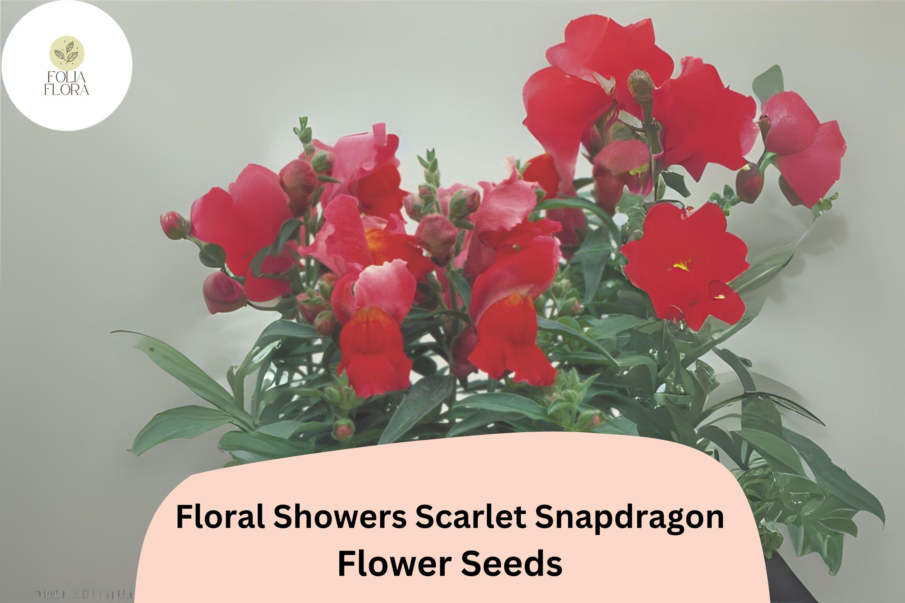 Scarlet Snapdragon Seeds | Dwarf Red Blooms, Garden & Containers (1000+ Seeds)