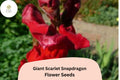 Giant Scarlet Snapdragon | 1000+ Seeds | Tall Vibrant Blooms for Garden