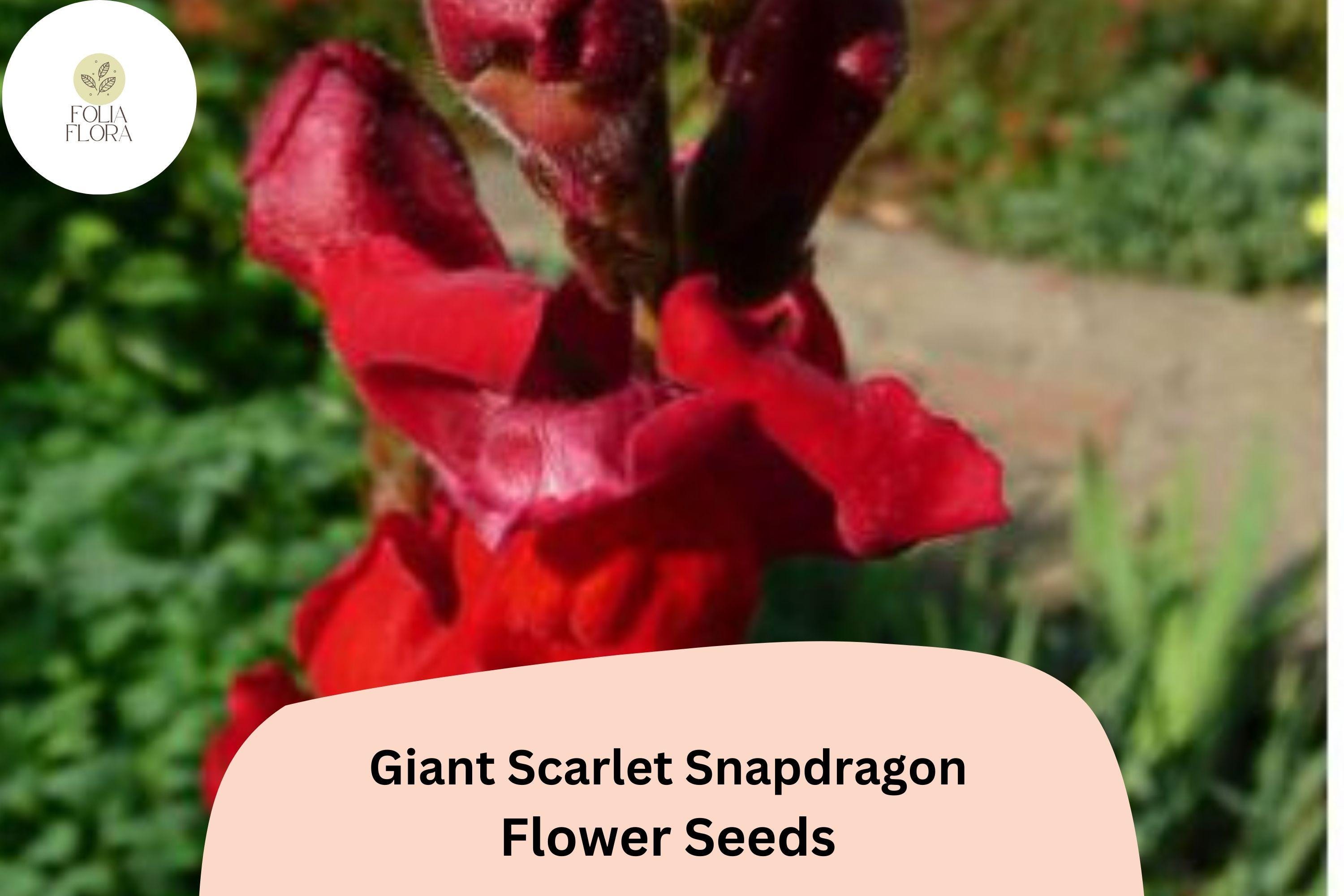 Giant Scarlet Snapdragon | 1000+ Seeds | Tall Vibrant Blooms for Garden