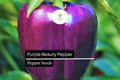 Purple Beauty Pepper Seeds – Sweet Bell, High Yield, Compact, Non-GMO, Capsicum annuum