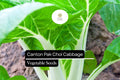 Canton Pak Choi Seeds – Non-GMO Asian Greens for Container Gardening, Brassica rapa, Fast-Growing, Tender White Stems