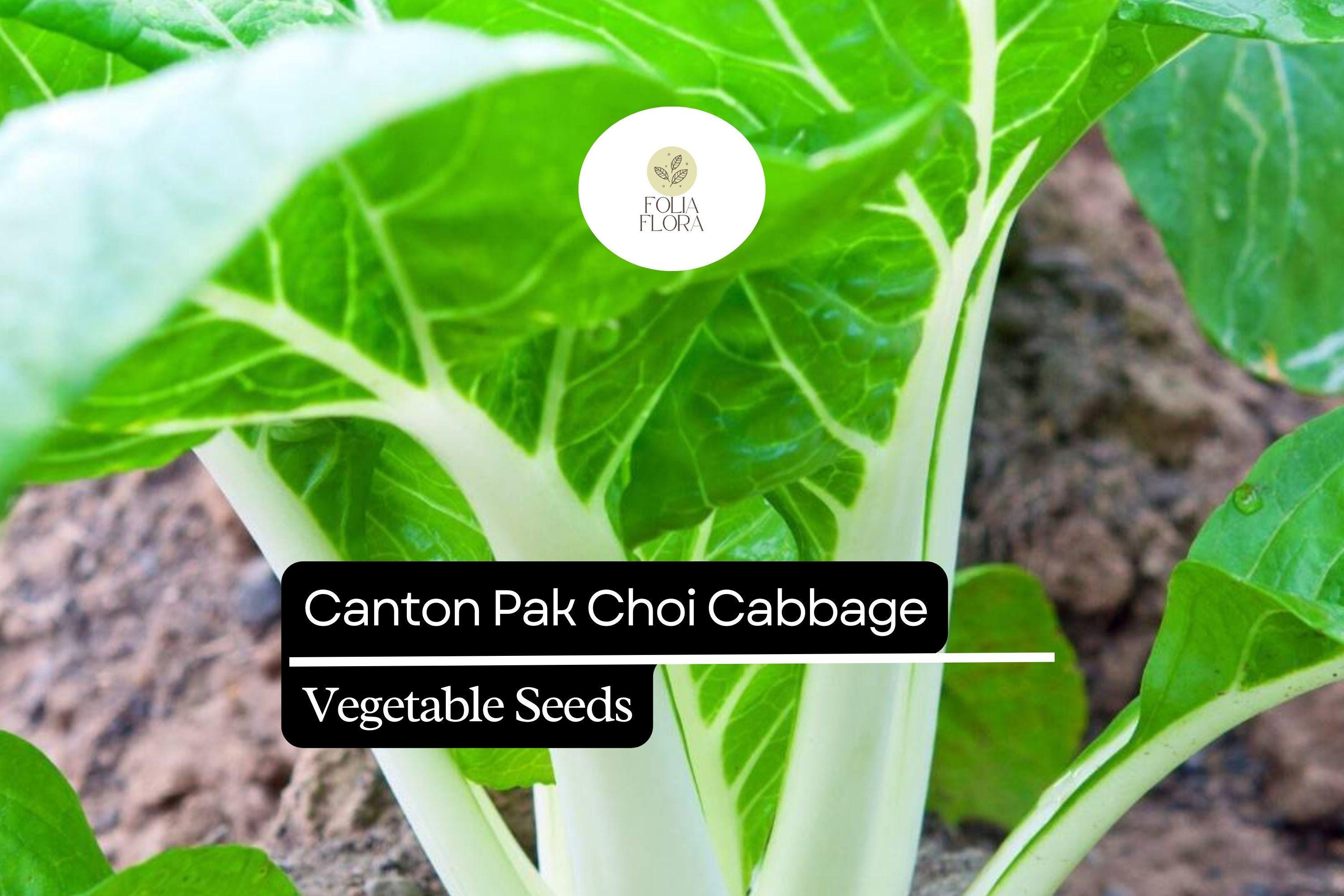 Canton Pak Choi Seeds – Non-GMO Asian Greens for Container Gardening, Brassica rapa, Fast-Growing, Tender White Stems