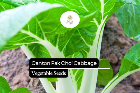 Canton Pak Choi Seeds – Non-GMO Asian Greens for Container Gardening, Brassica rapa, Fast-Growing, Tender White Stems