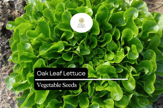 1000 Oak Leaf Lettuce Seeds â€“ Heirloom, Non-GMO, Heat-Tolerant