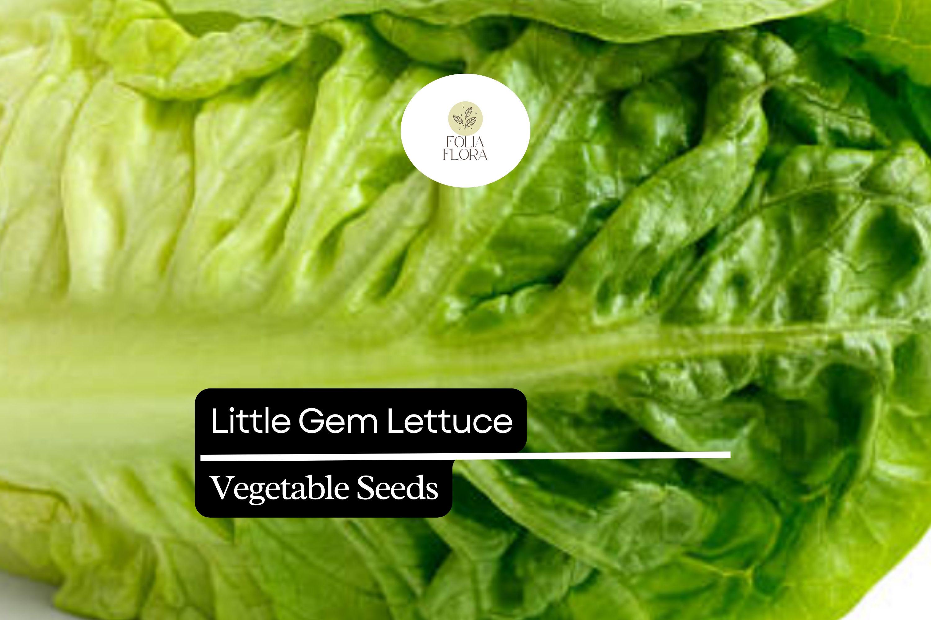 Little Gem Lettuce Seeds â€“ Mini Romaine, Heirloom Non-GMO