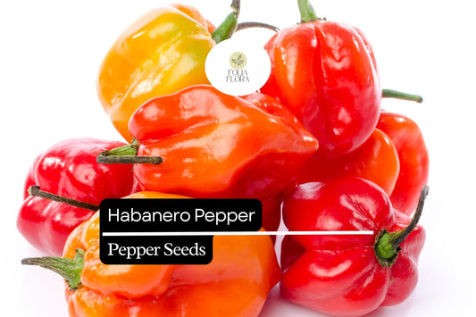 Habanero Pepper Seeds – Extra-Hot Chili, Heirloom, Non-GMO, Capsicum chinense, 100K–350K Scoville