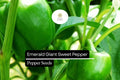 Emerald Giant Sweet Pepper Seeds - Heirloom Non-GMO Bell Pepper