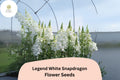 Antirrhinum majus Legend White Snapdragon Seeds â€“ 1000+ Elegant Double Blooms for Garden & Cut Flowers