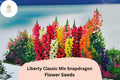 Antirrhinum majus Liberty Classic Mix Snapdragon Seeds â€“ 1000+ Vibrant Blooms for Garden & Cut Flowers