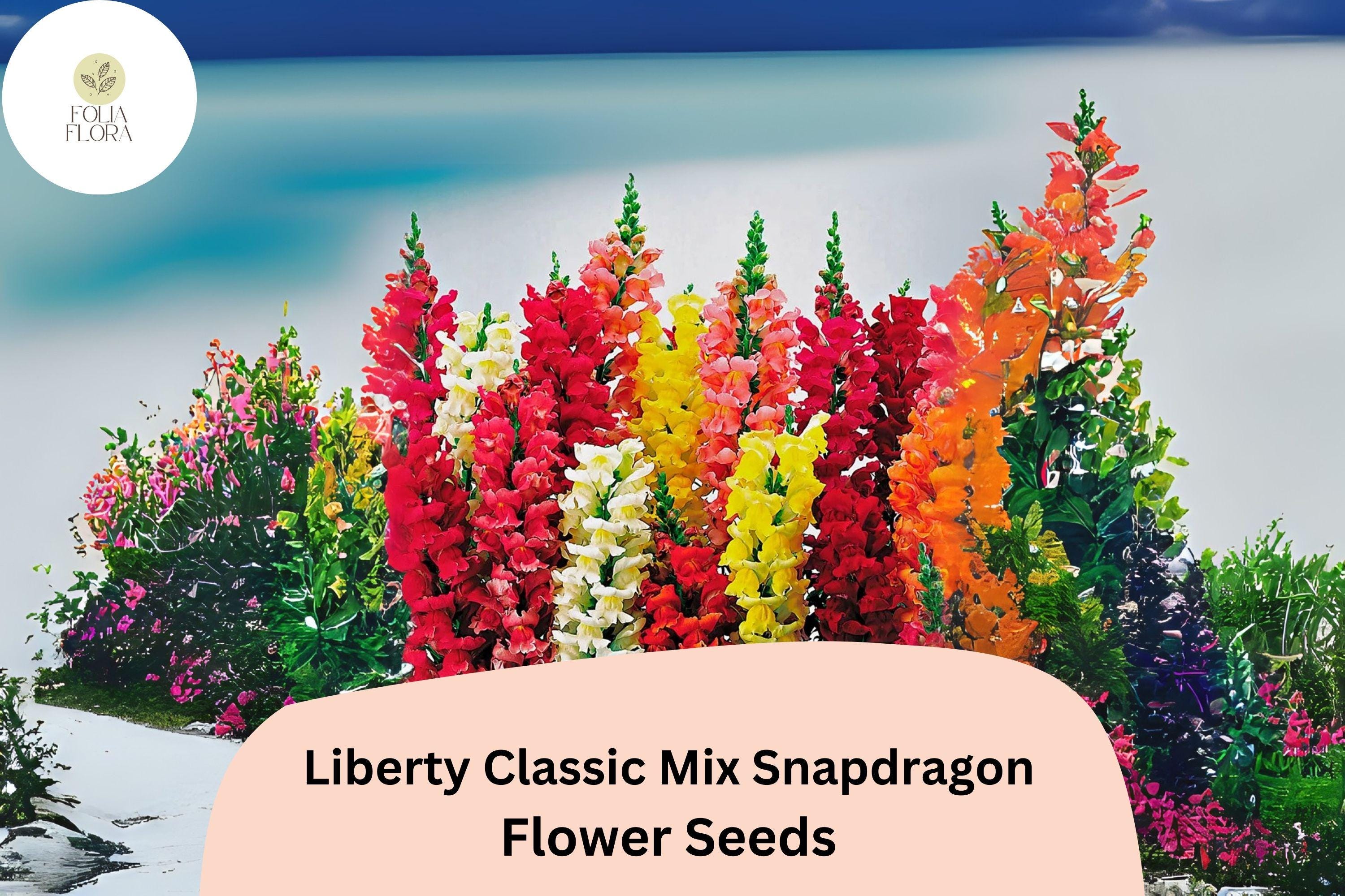 Antirrhinum majus Liberty Classic Mix Snapdragon Seeds â€“ 1000+ Vibrant Blooms for Garden & Cut Flowers