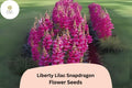 Antirrhinum majus Liberty Lilac Snapdragon Seeds â€“ 1000+ Soft Lilac Blooms for Garden & Cut Flowers