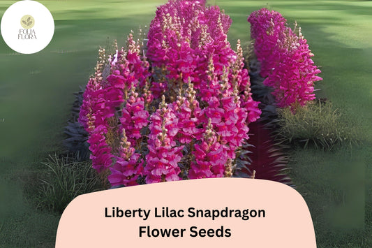 Antirrhinum majus Liberty Lilac Snapdragon Seeds â€“ 1000+ Soft Lilac Blooms for Garden & Cut Flowers