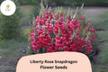 Antirrhinum majus Liberty Rose Snapdragon Seeds â€“ 1000+ Soft Rose-Pink Blooms for Garden & Cut Flowers