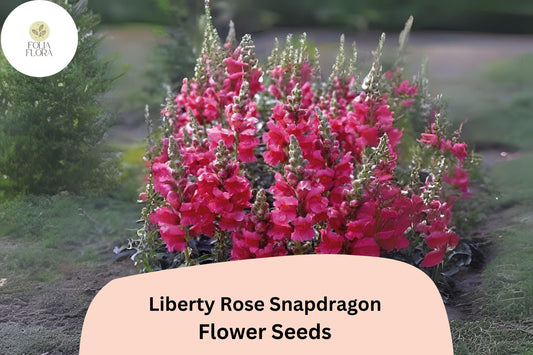 Antirrhinum majus Liberty Rose Snapdragon Seeds â€“ 1000+ Soft Rose-Pink Blooms for Garden & Cut Flowers
