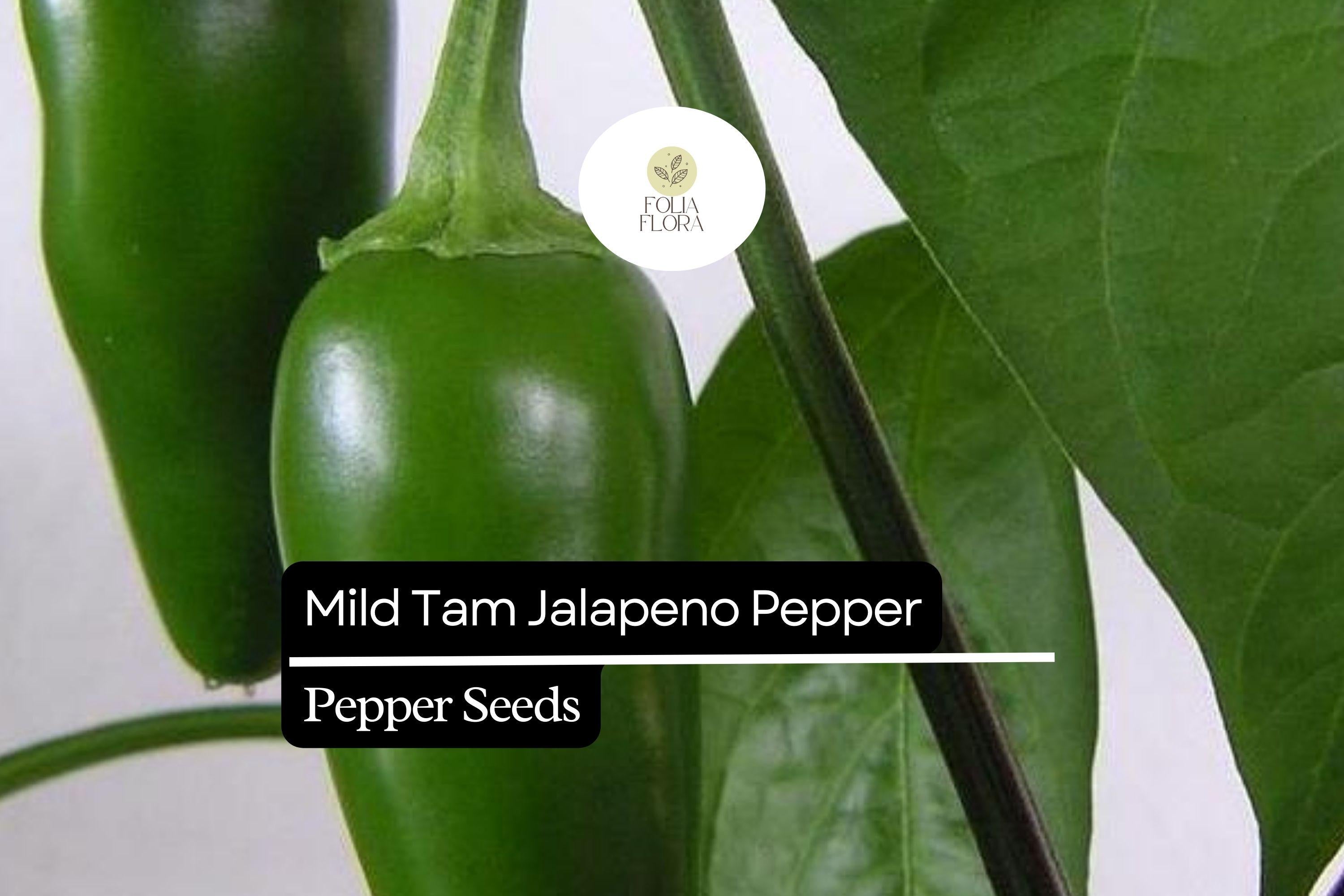 Mild TAM JalapeÃ±o Pepper Seeds â€“ Heirloom, Low-Heat Variety
